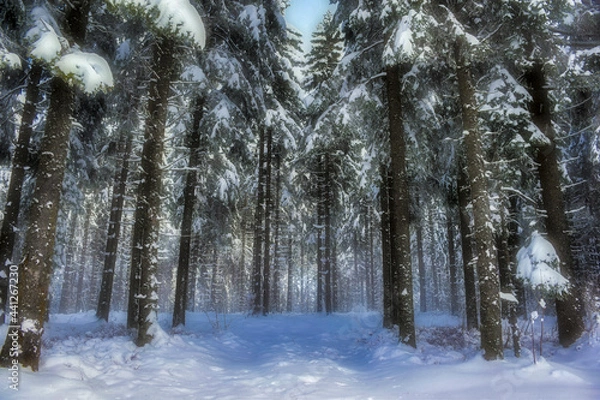 Obraz snow covered trees