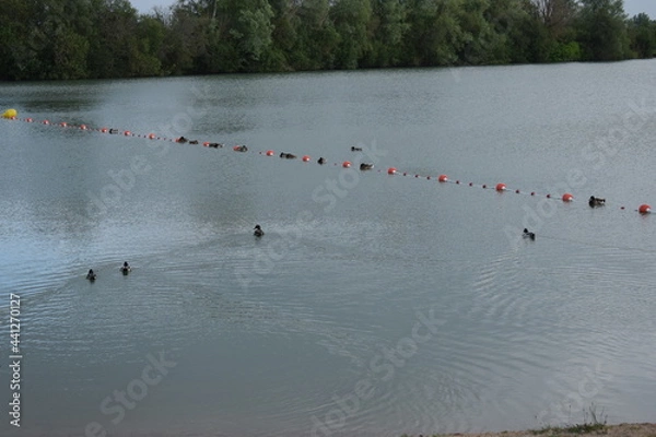 Obraz Des canards dans l'eau