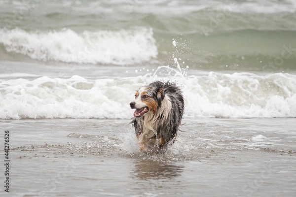 Fototapeta Australian shepherd dog running happy in the ocean