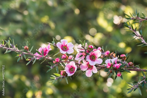 Fototapeta pink New Zealand tea tree flowers in bloom with blurred background and copy space