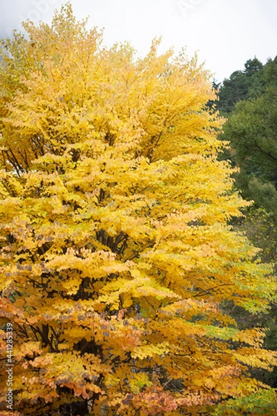 Fototapeta 上高地　紅葉