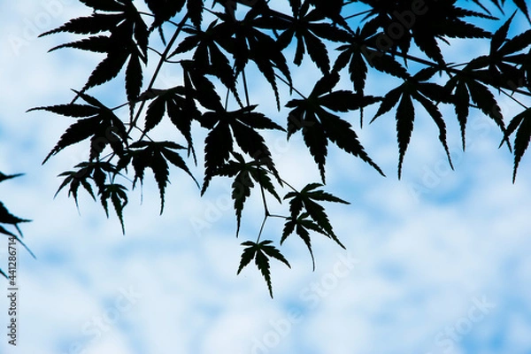 Obraz 新緑の青空