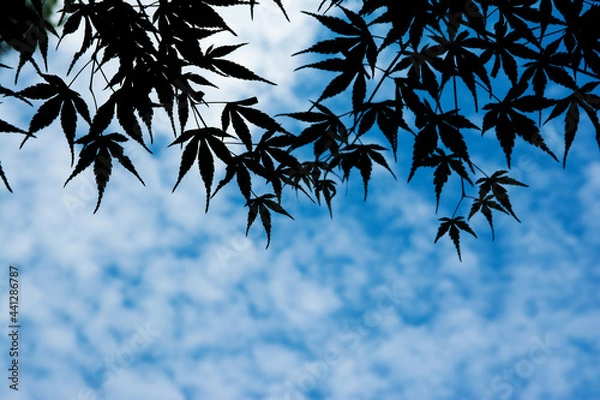 Obraz 新緑の青空