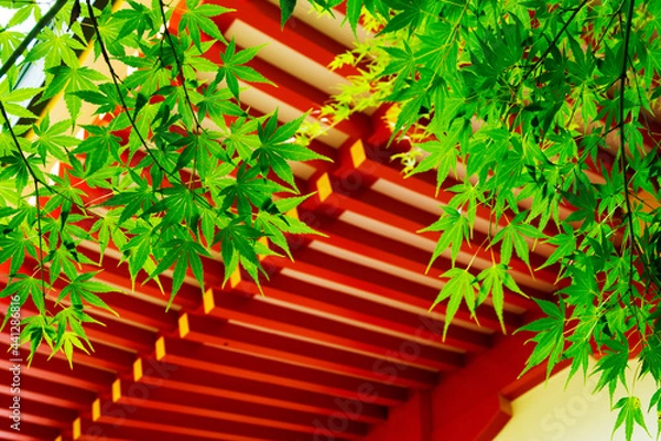 Obraz 新緑のもみじ