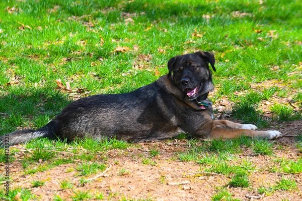 Obraz german shepherd dog