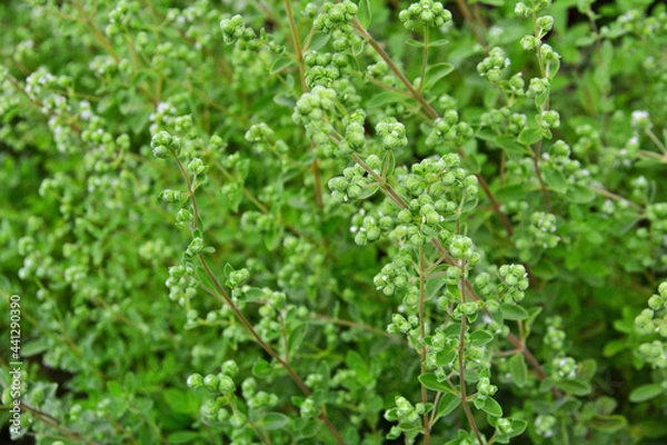 Fototapeta 허브식물 마조람