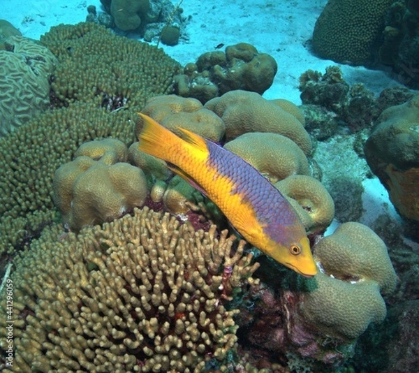 Obraz Spanish Hogfish on the Reef