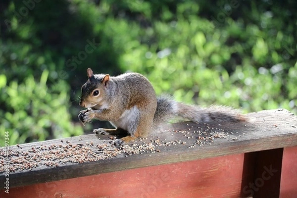 Fototapeta Squirrel eating on railing.