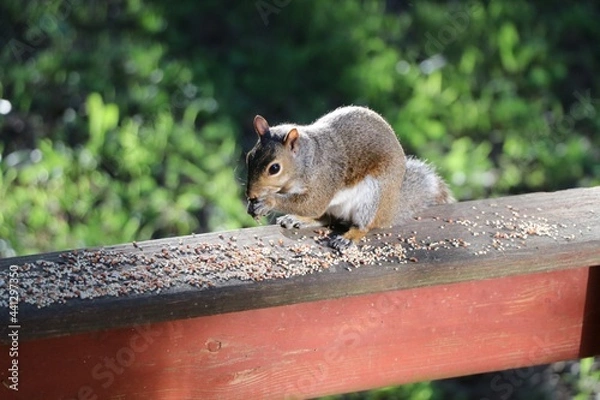Obraz Squirrel eating on railing.