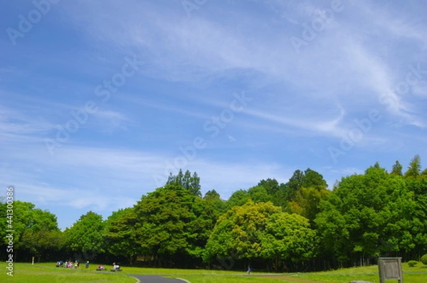 Obraz 青い空と緑の木々と芝生