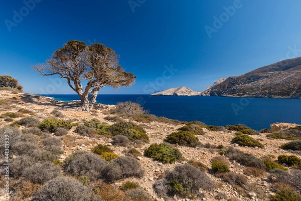 Fototapeta Typical trees overlooking the bay of Ormos Roussa at Kalotaritissa on the east coast of the Greek island of Donoussa in the Cyclades archipelago