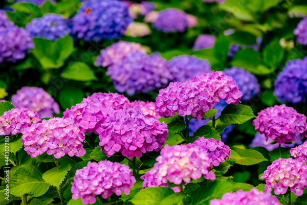 Fototapeta 大神のアジサイ