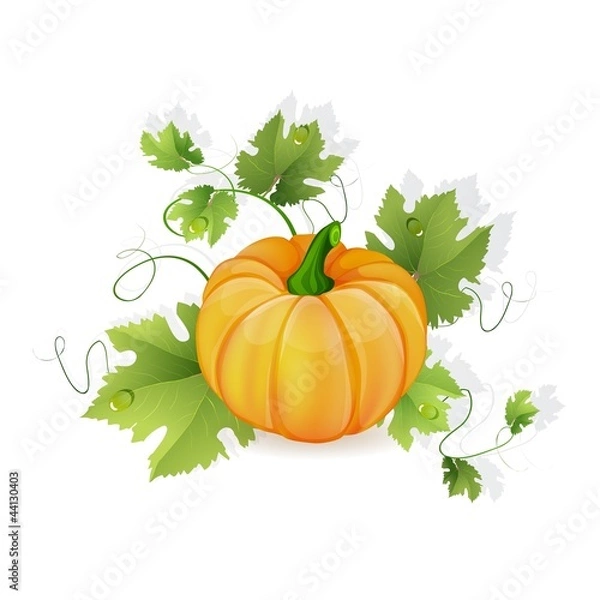 Obraz Orange pumpkin vegetable with green leaves