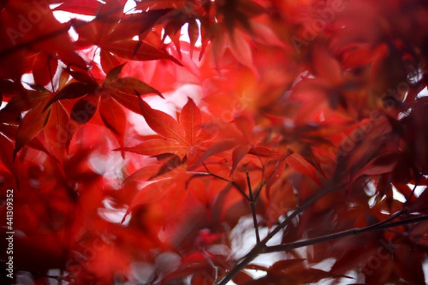 Fototapeta In the dense maple forest, after the sunlight penetrates the red maple leaves, it produces a dense and sparse scene full of beautiful gradients