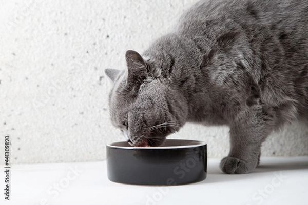 Fototapeta A gray fluffy cat eats food from a bowl. Side view. Dietary nutrition of cats. Pet care.