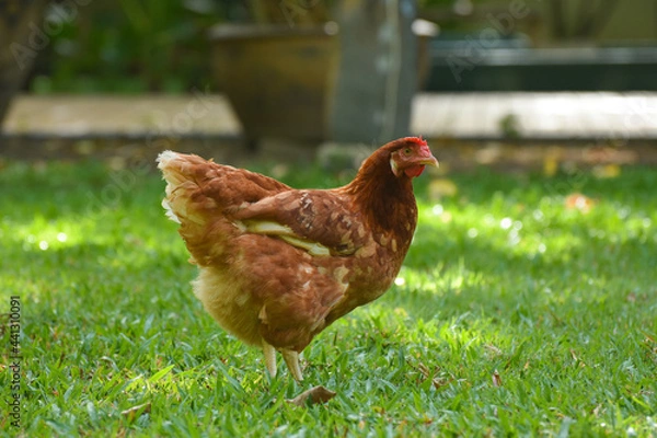 Obraz Free Range Chickens (Hen laying eggs)