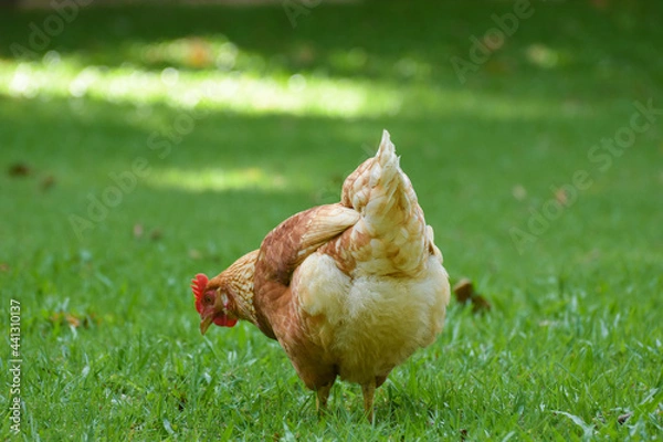 Obraz Free Range Chickens (Hen laying eggs)