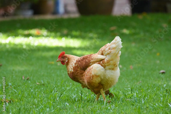 Obraz Free Range Chickens (Hen laying eggs)