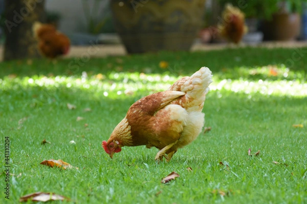 Fototapeta Free Range Chickens (Hen laying eggs)