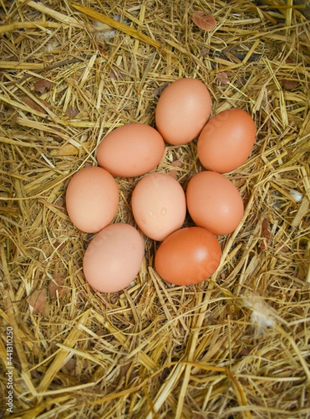 Obraz Kurczaki wolnego zasięgu (jaja składające kurę)