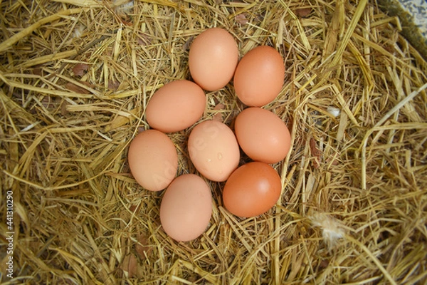 Obraz Free Range Chickens (Hen laying eggs)