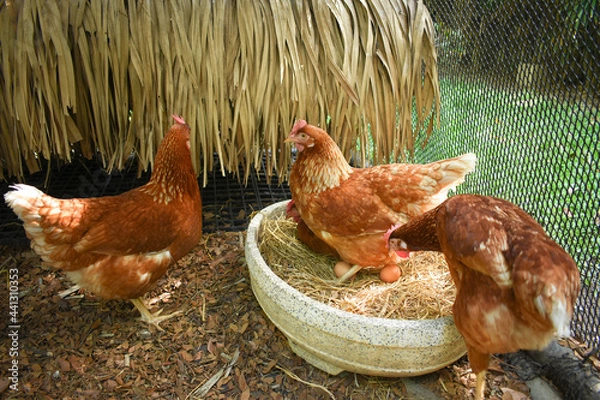 Obraz Free Range Chickens (Hen laying eggs)