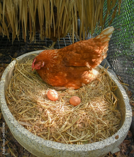 Obraz Free Range Chickens (Hen laying eggs)