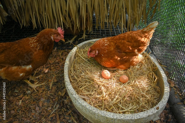 Obraz Free Range Chickens (Hen laying eggs)