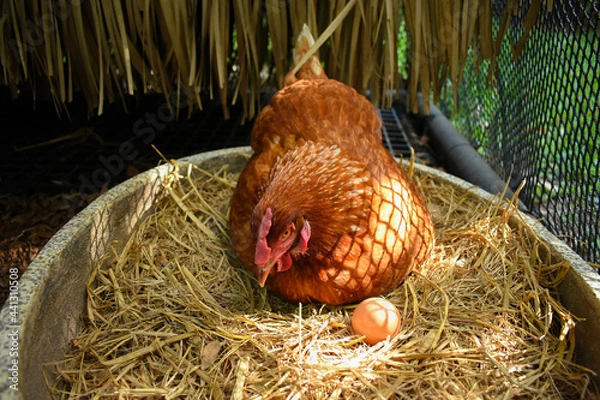 Fototapeta Free Range Chickens (Hen laying eggs)