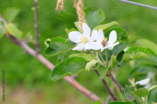 Obraz Apple flower