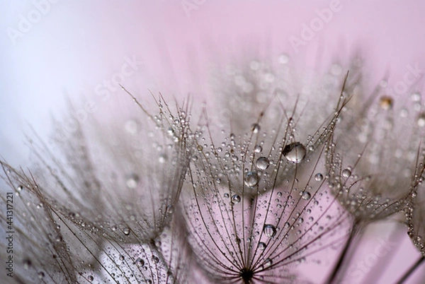 Fototapeta TARAXACUM, DIENTE DE LEÓN EN MACRO