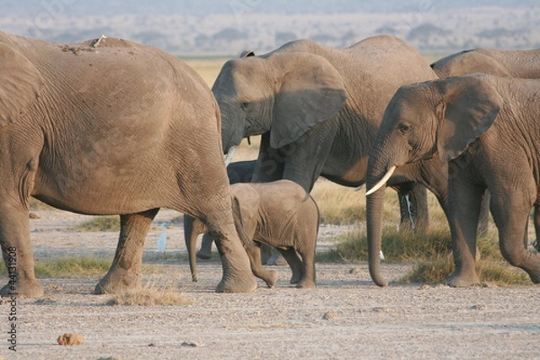 Obraz Elephants' family