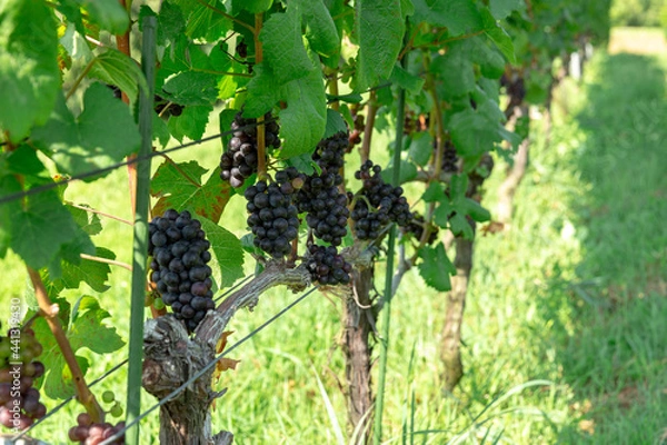 Obraz grapes on vine