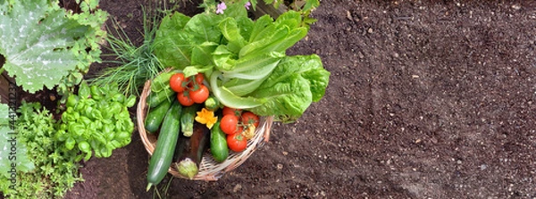 Fototapeta basket filled with colorful fresh vegetables in the garden