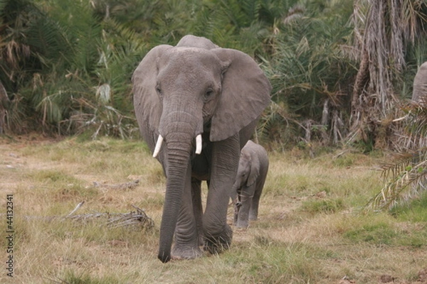 Obraz Elephant