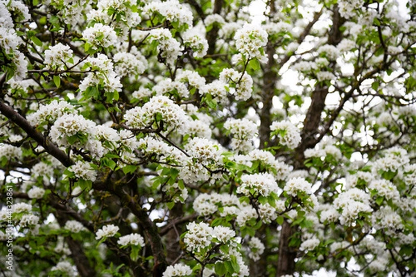 Fototapeta White blossoming apple trees in the sunset light. Spring season, spring colors