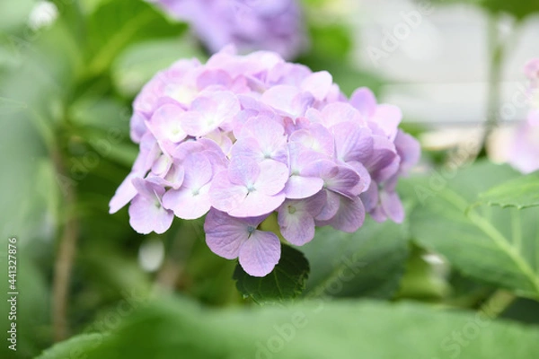 Fototapeta 紫陽花の花