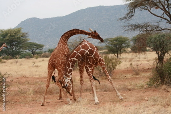 Obraz Żyrafy walczą