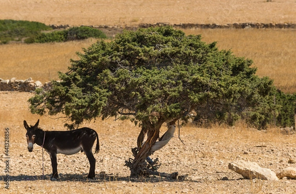 Fototapeta Donkey and tree on the Greek island of Kato Koufonisia in the archipelago of the Small Cyclades