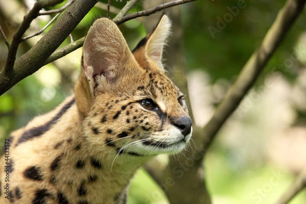 Obraz serval (Leptailurus serval) 