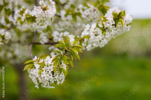 Obraz Beautiful flowering flowers of some trees in spring