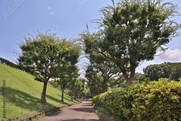 Obraz tree in the garden