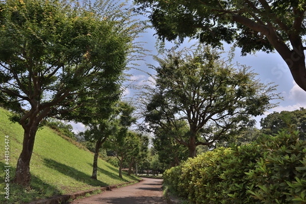 Obraz trees in the garden