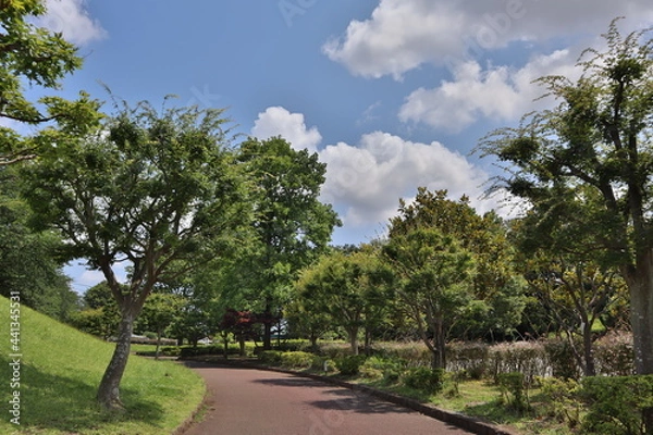 Obraz road in the park