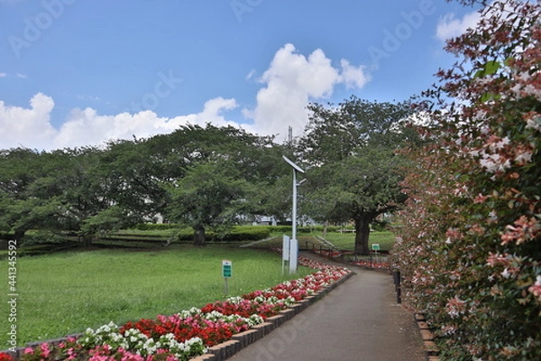 Obraz garden with flowers