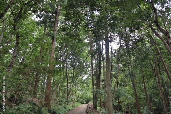 Obraz tree in the woods