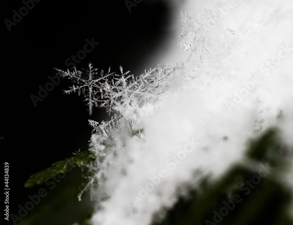 Obraz snow on fir branches, macro