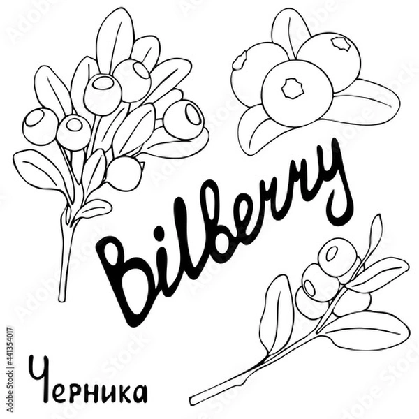 Fototapeta Blueberry berries sketch vector illustration. The image of the contour of branches and bunches. Hand drawn. Isolated on white background.