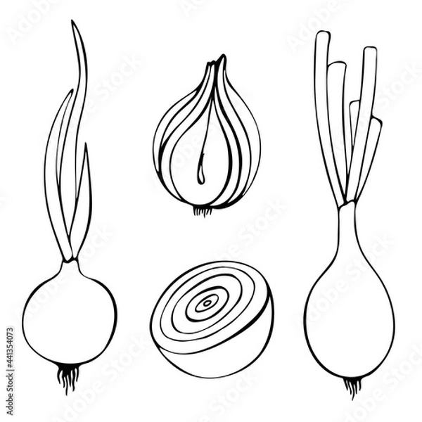 Fototapeta Contour vector illustration of onion with leaves. Image of fresh vegetables, summer season. Drawn by hands. Isolated over white background.