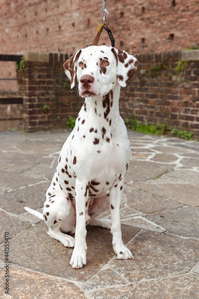 Fototapeta Dalmata in posa